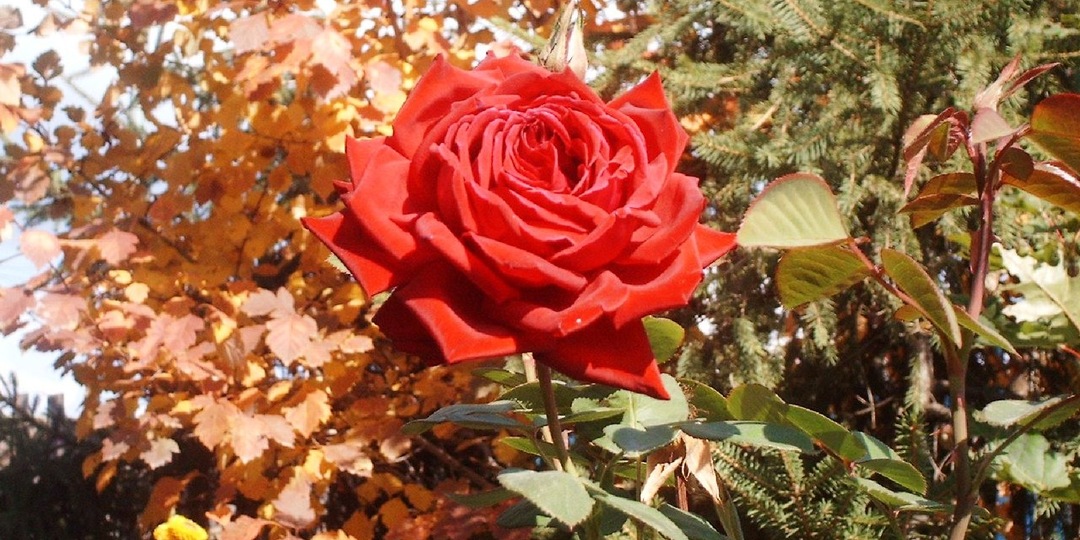 Розы во второй половине сентября - самые важные моменты ухода