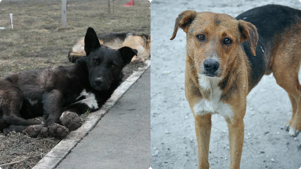 Собаки