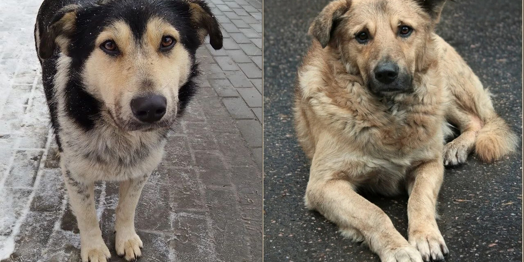 Кормить или не кормить бездомных собак: размышления