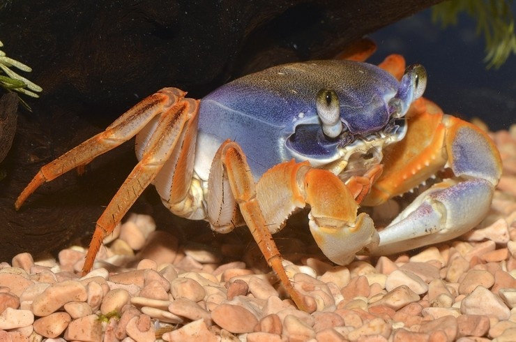 Согласитесь, природа — лучший художник! Такое сочетание цветов поражает воображение.
