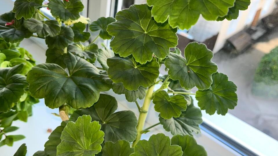 Ни өсөн өйҙә үрмәле гөл үҫтерергә ярамай?