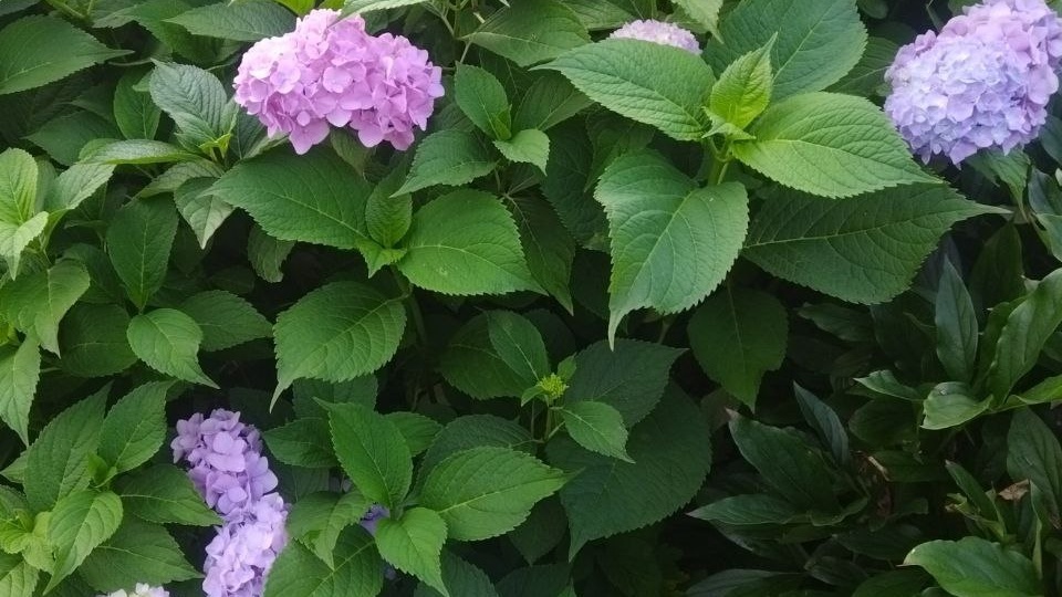 Сегодня хочу рассказать Вам, как правильно подготовить и сохранить #крупнолистную гортензию зимой в открытом грунте