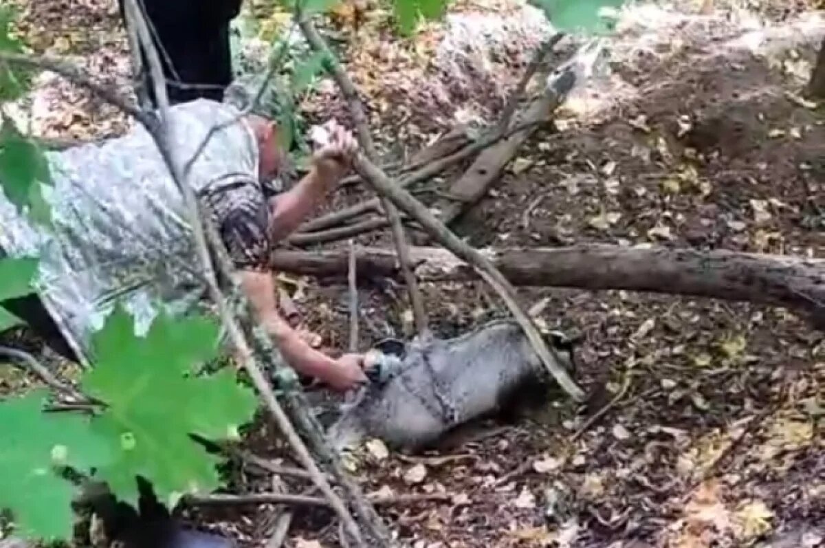    В Бессоновском районе под Пензой спасли барсука, что попал в ловушку