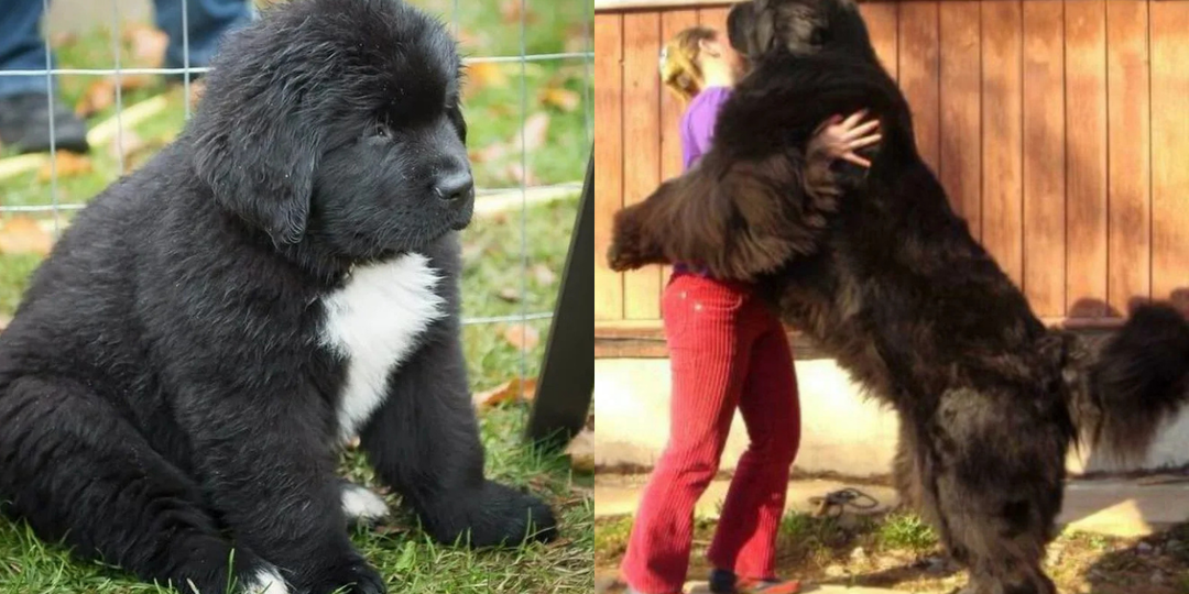 Откуда взялась собака-водолаз и зачем её вывели
