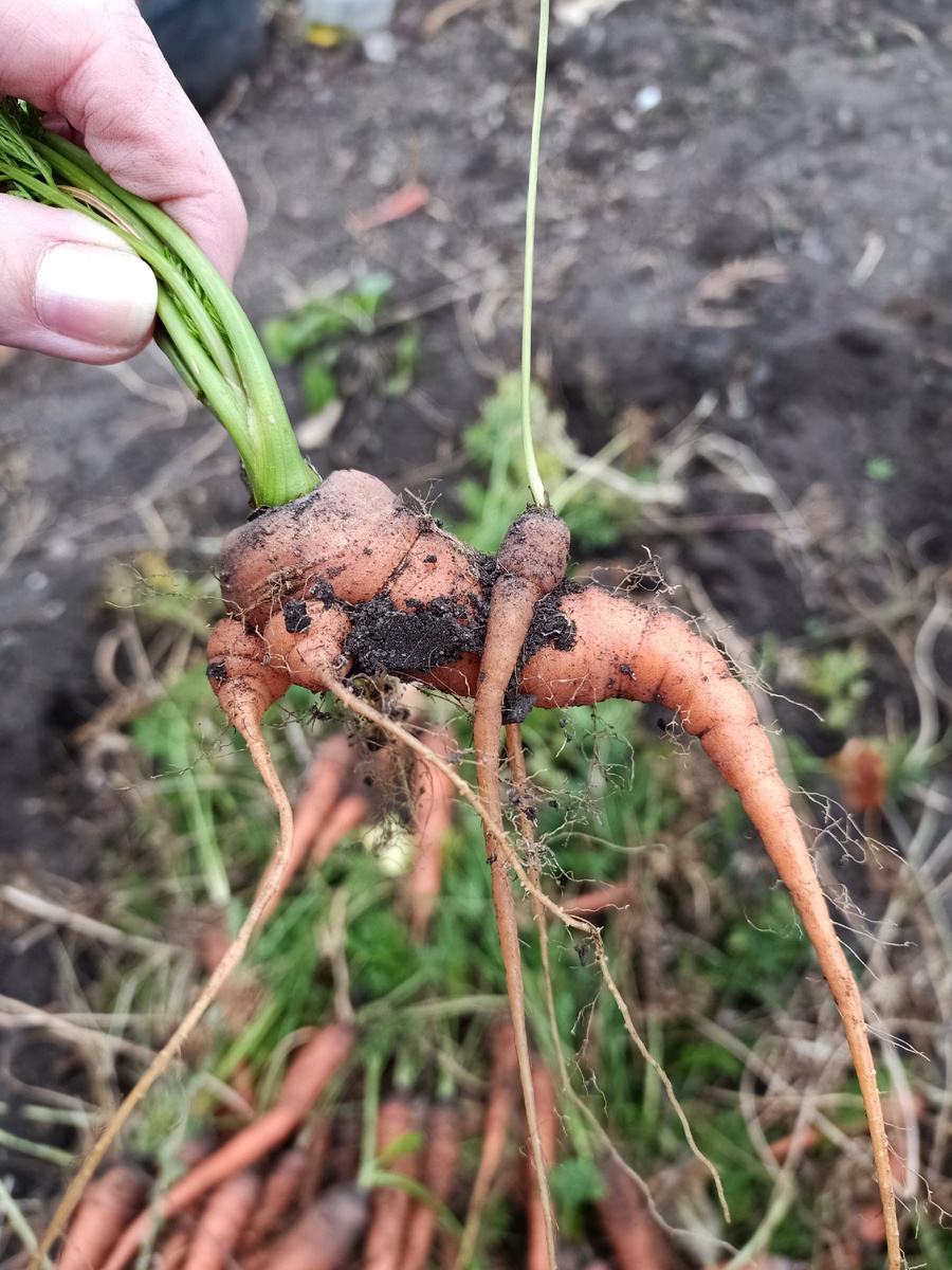 Кто везёт, на том и едут 