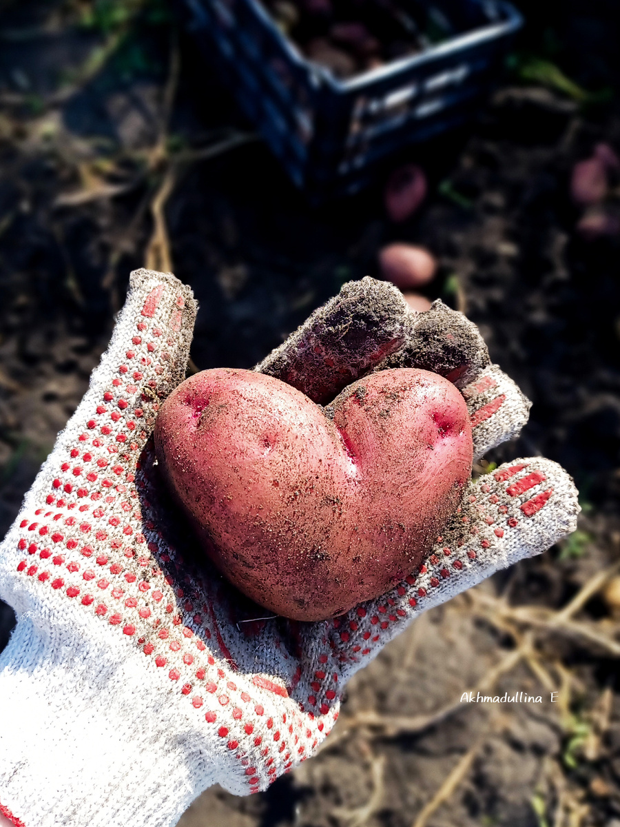 Мне хватает и огорода 