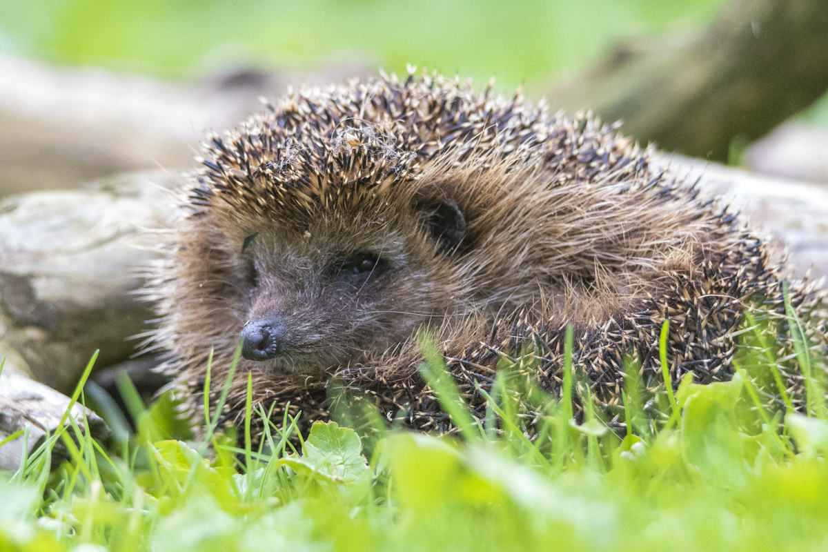 Обыкновенный еж
