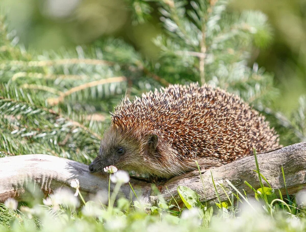 Обыкновенный еж