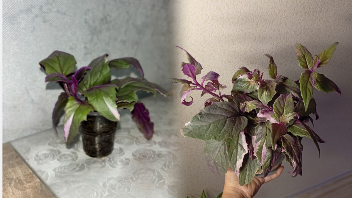 Гинура вариегатная