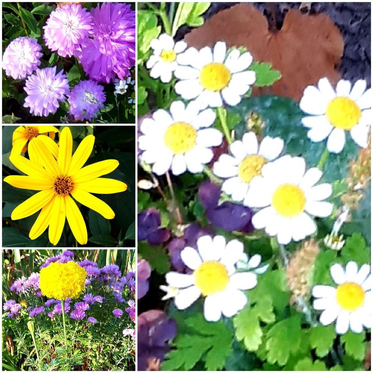 Коллаж автора статьи 11.09.2025г.