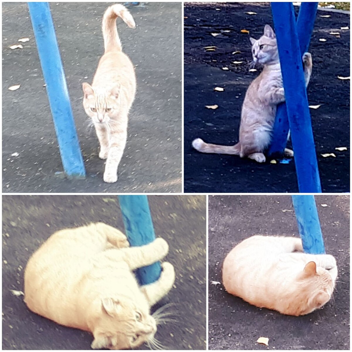 Коллаж автора статьи 11.09.2025г.