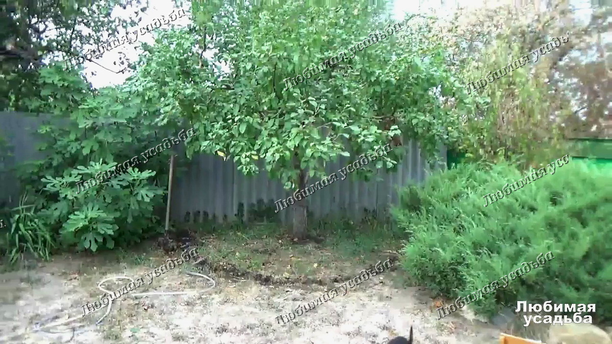 Прокопала кольцевую канаваку для влагозарядного полива под яблоней.