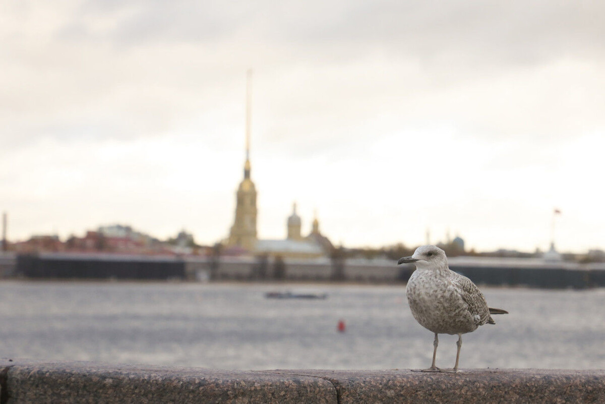 Фото: Александр Глуз / «Петербургский дневник»