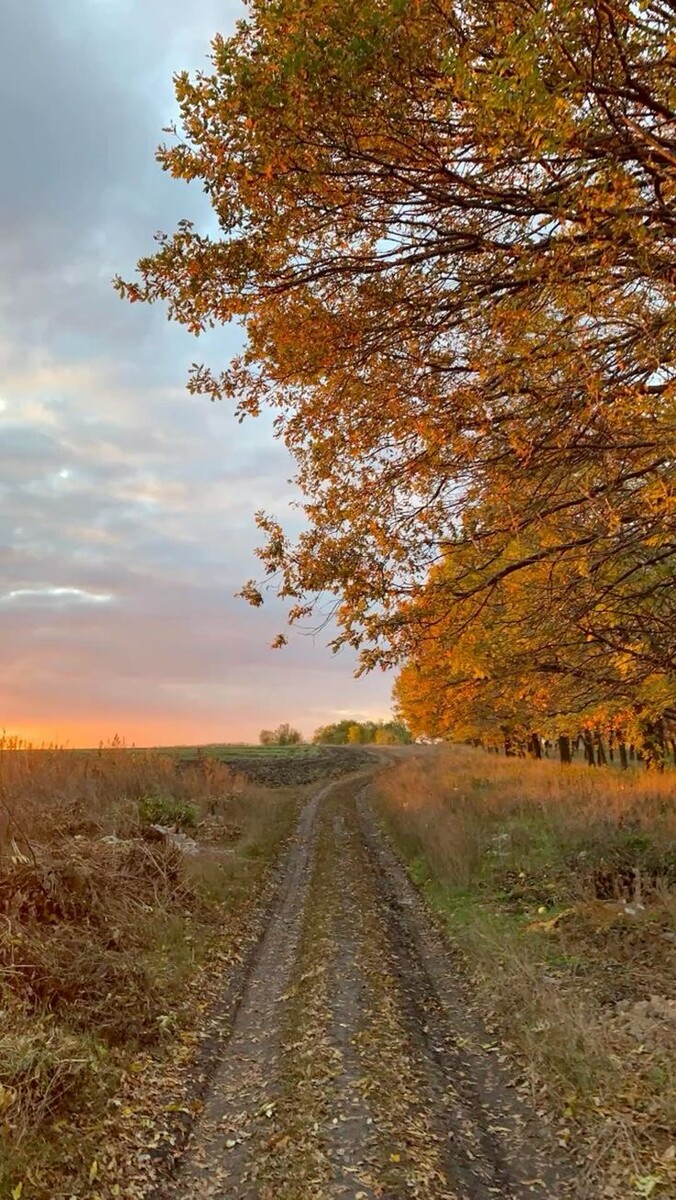 🍁🕸