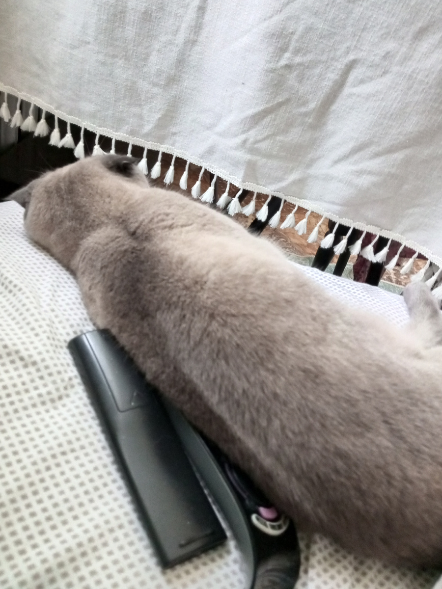 🐱
