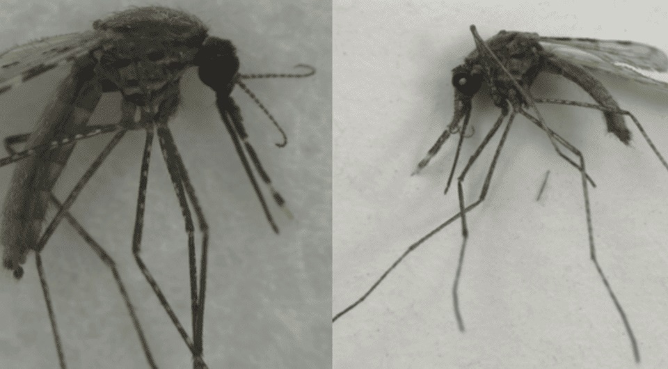   Jannelle Couret et al. / PLOS Neglected Tropical Diseases, 2020