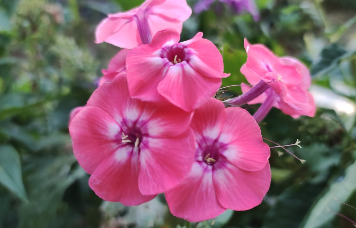 Мои "плановые" сеянцы