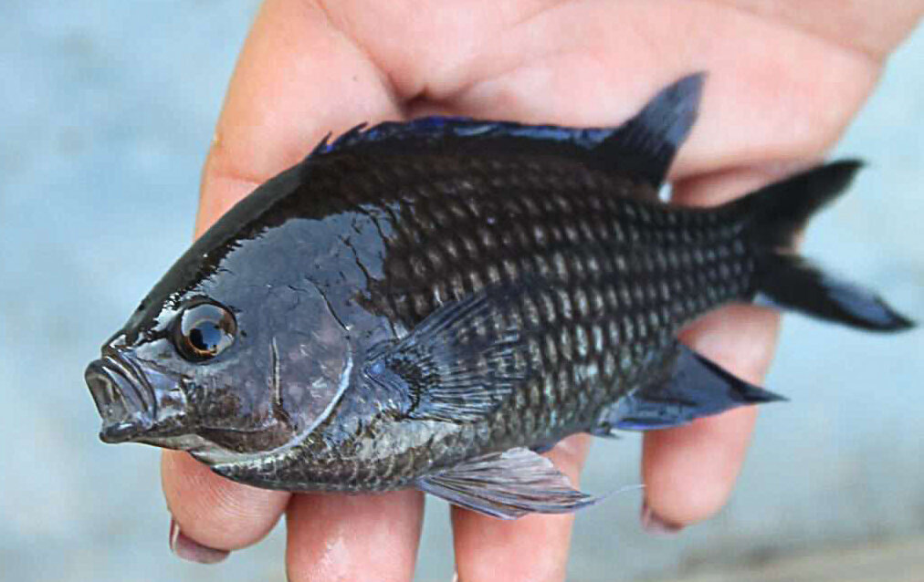 Морская ласточка.