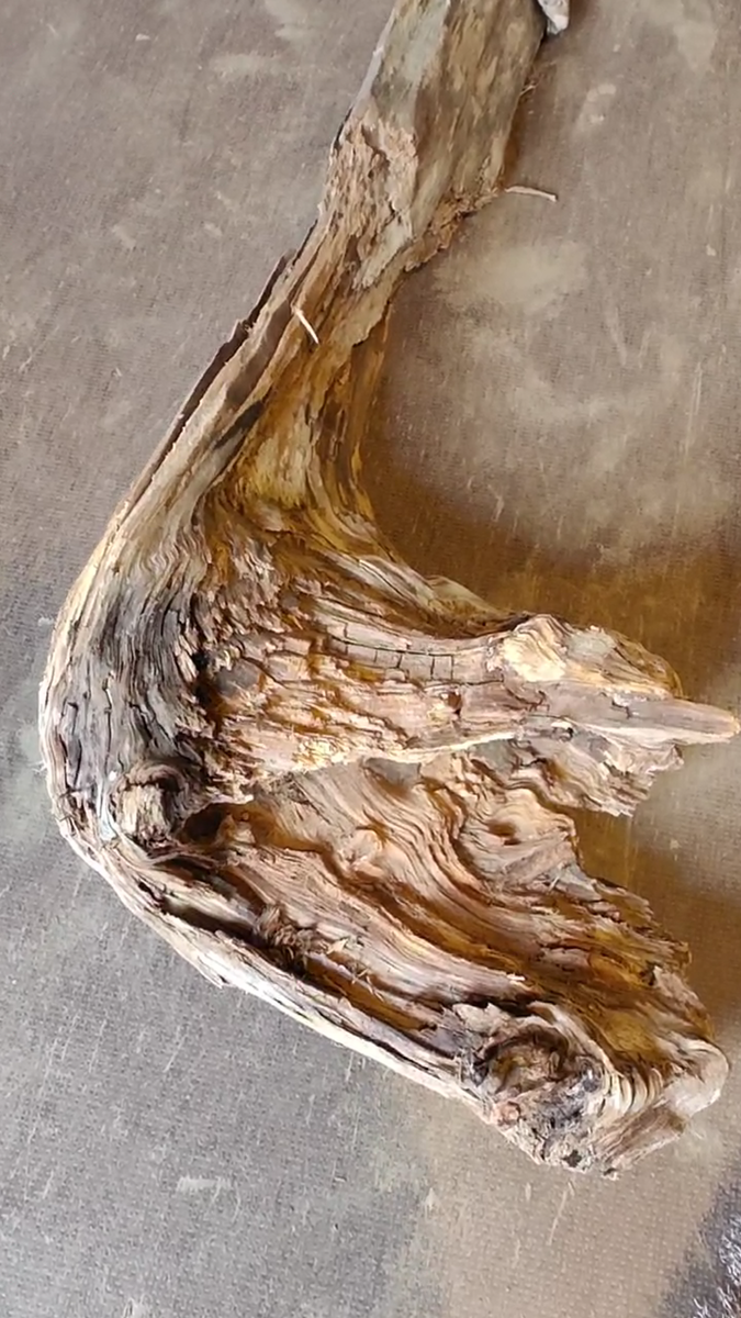 Коряги Карелии