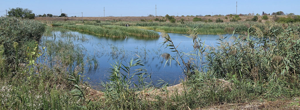    Пока единственный заселенный раками пруд. Владимир Головенко