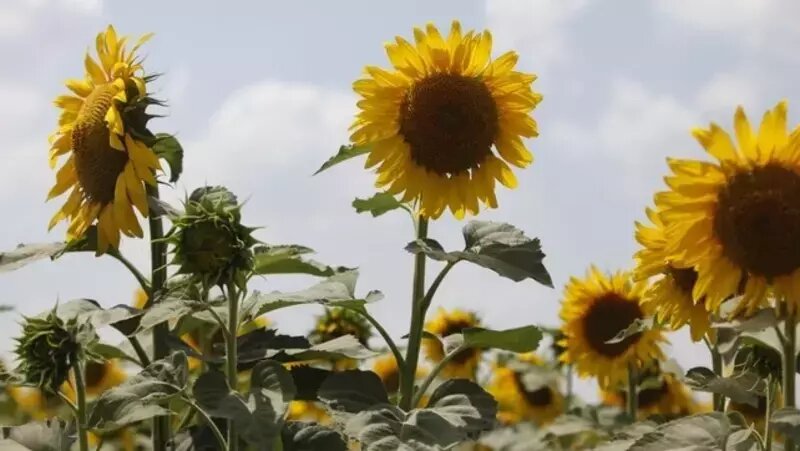      Фото: ИА «Победа26»