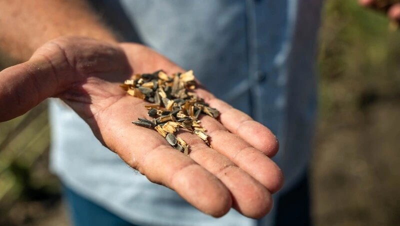    Средняя урожайность подсолнечника в Предгорье составляет 20 ц/га. Фото: ИА «Победа26»