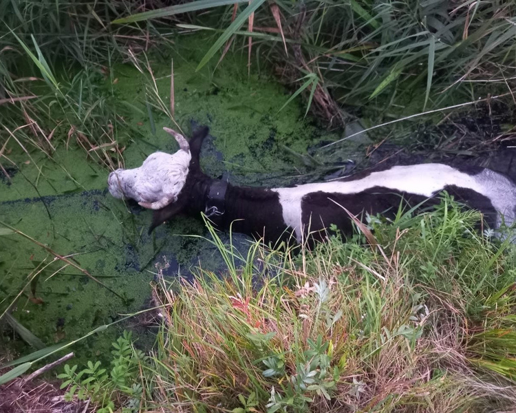     В Новокасторном Курской области из реки спасли корову