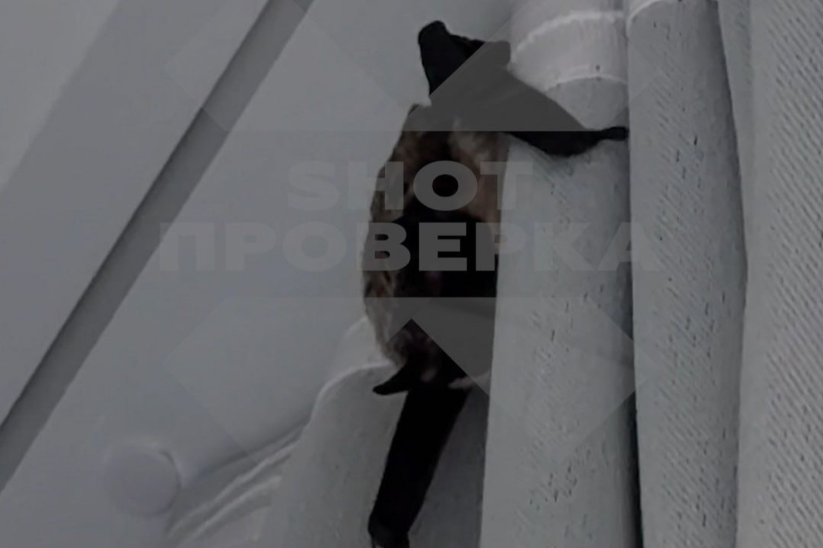    Фото: Скриншот видео, источник: Telegram-канал «SHOT ПРОВЕРКА»