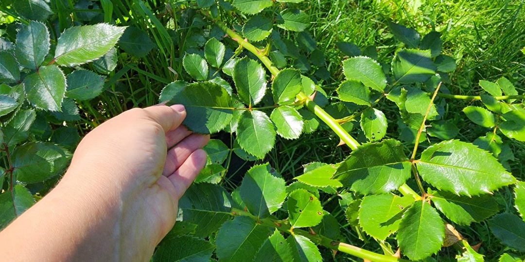 Сроки и схемы осенней обрезки роз для пышного цветения в новом сезоне