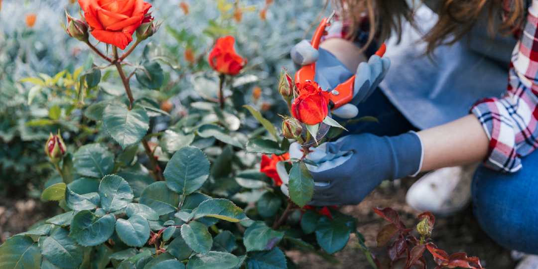 Розы в осеннем саду: внесение удобрений и подготовка к зиме