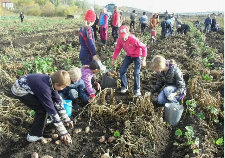 Школьники на уборке картофеля фото Яндекс