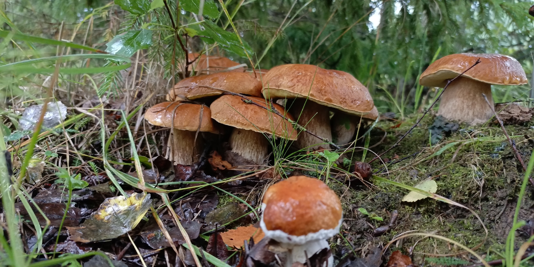 Бабье лето на Вологодчине: секреты идеального отдыха на природе