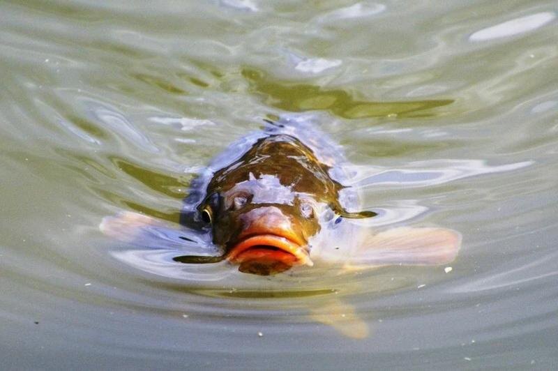 Местные рыбаки говорят: «Смотри на рыбу — узнаешь будущее». И знаете что? В половине случаев они оказываются точнее синоптиков.