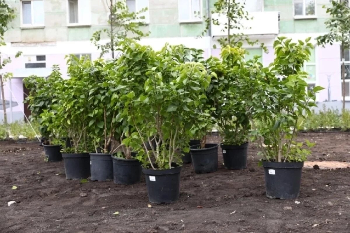    В Самаре высажено более 3,5 тыс. молодых растений