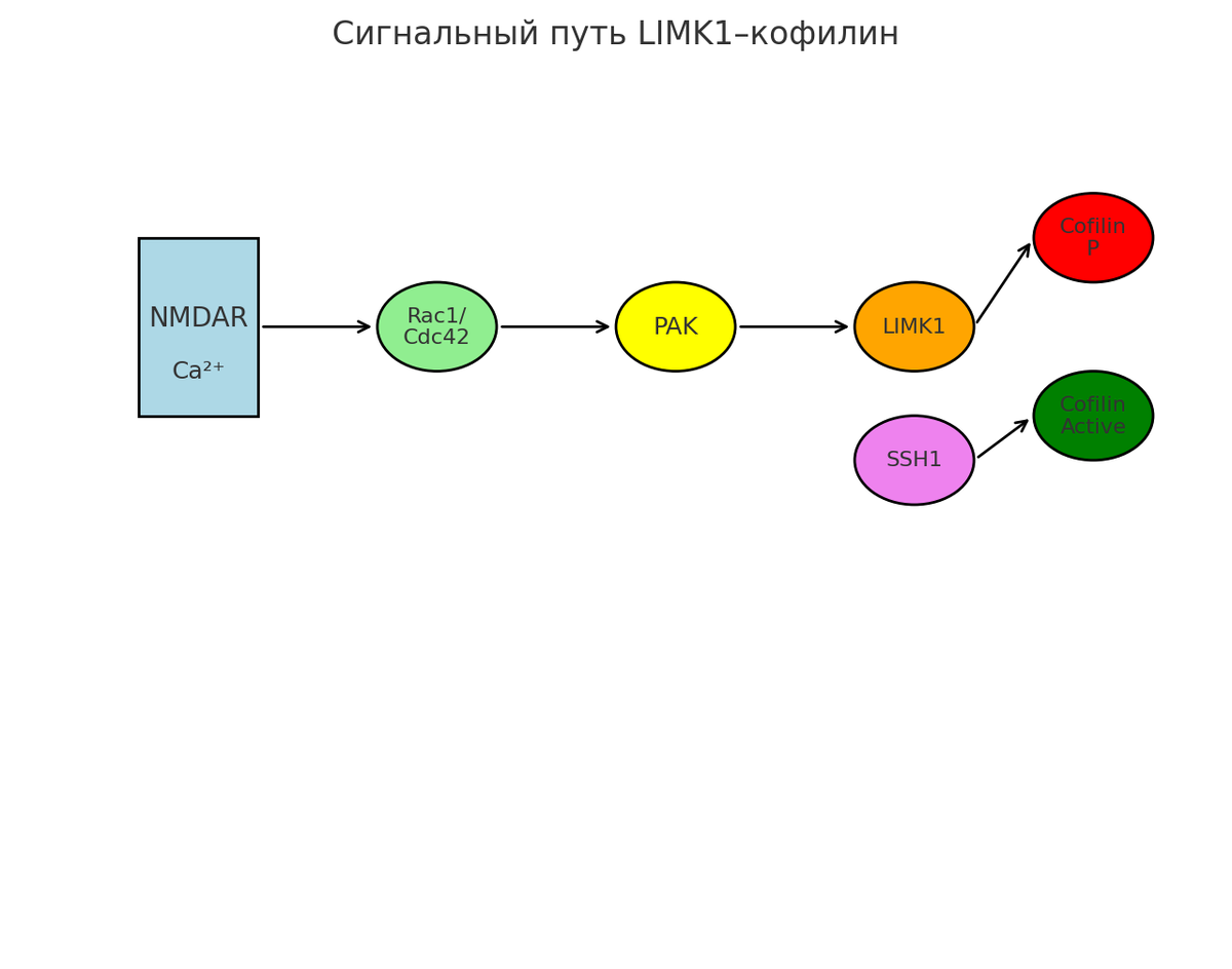 Иллюстрация 1. Сигнальный путь LIMK1–кофилин. Схема сигнального каскада, связывающего активацию рецепторов NMDA с регуляцией актина через Rho-GTPазы (Rac1/Cdc42), PAK и LIMK1. LIMK1 индуцирует фосфорилирование кофилина, переводя его в неактивное состояние, что стабилизирует F-актин. Белок SSH1 дефосфорилирует кофилин, восстанавливая его активность и способствуя деполимеризации. Баланс этих процессов определяет морфологию дендритных шипиков и синаптическую пластичность.