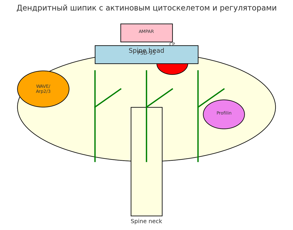 Иллюстрация 2. Дендритный шипик с актиновым цитоскелетом и белками-регуляторами. Структура дендритного шипика с актиновыми филаментами (зелёный) и ключевыми регуляторами. Комплекс WAVE/Arp2/3 инициирует ветвление актиновых нитей у мембраны; профилин (PFN2a) обеспечивает доставку мономеров актина; capping protein (CP) ограничивает удлинение филаментов. Постсинаптическая плотность (PSD-95) и AMPA-рецепторы формируют платформу для передачи сигналов. Совместная работа этих белков определяет динамику формирования и стабилизации шипика.