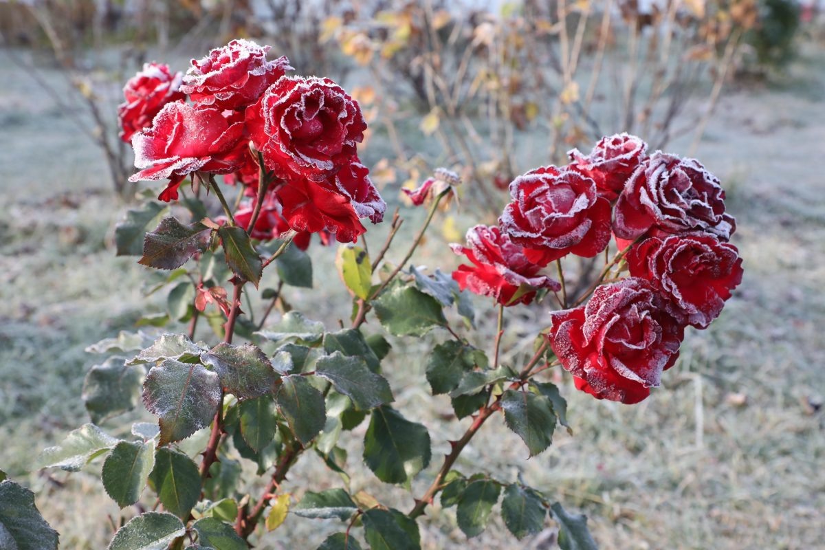    Температура воздуха упадет до -1 градуса, а на поверхности почвы составит -3 градуса
