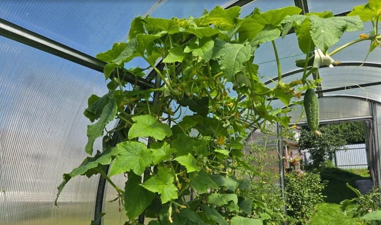    Фото: Лукьянов Дмитрий, AgroXXI.ru