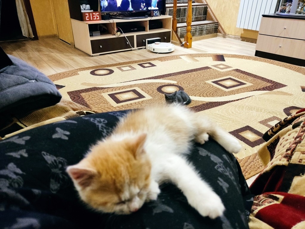 Таким был котенок, когда мы его только взяли...