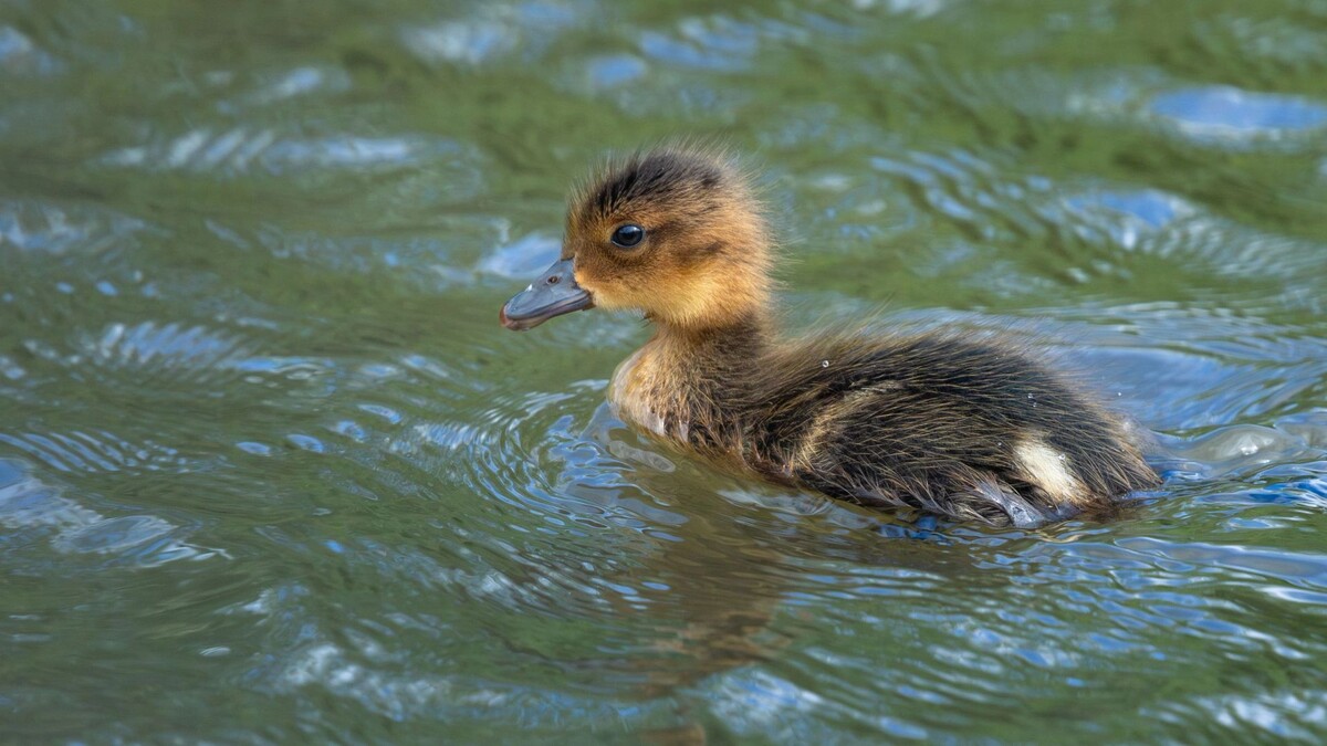    Фото: Федор Воронов/«Ямал-Медиа»