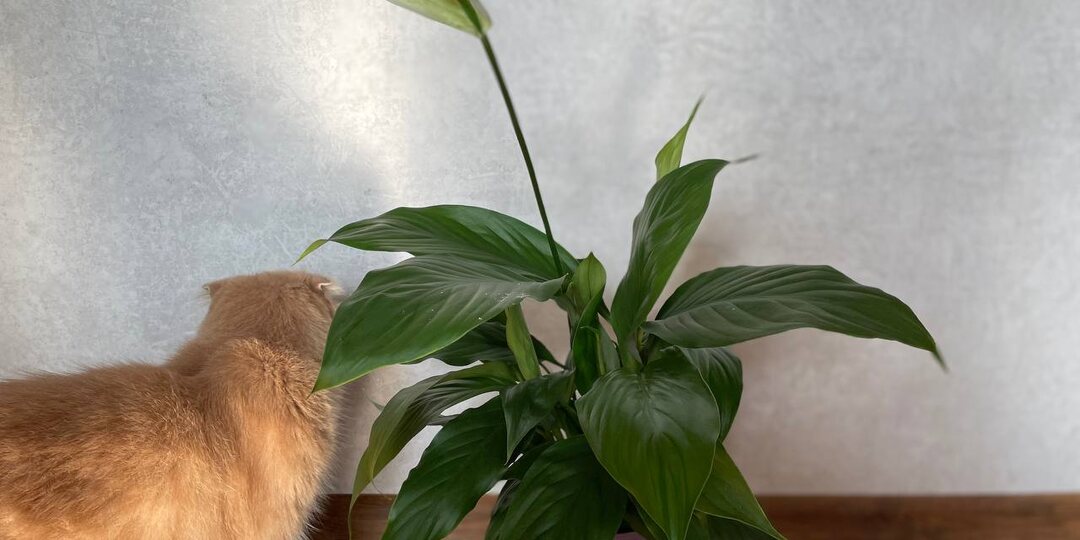 2 таблетки на литр воды – и спатифиллум быстро разрастется и зацветет даже зимой