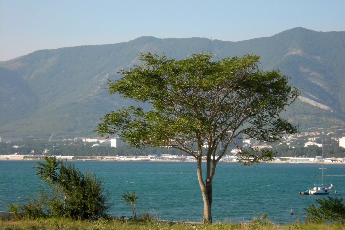 Побережье. Авторство: Alexander Baranov. https://www.flickr.com/photos/alexbaranov/3360734206/, CC BY 2.0, https://commons.wikimedia.org/w/index.php?curid=29504714