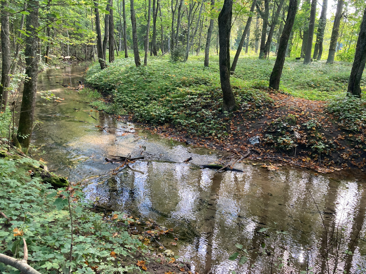 Речка в лесу 