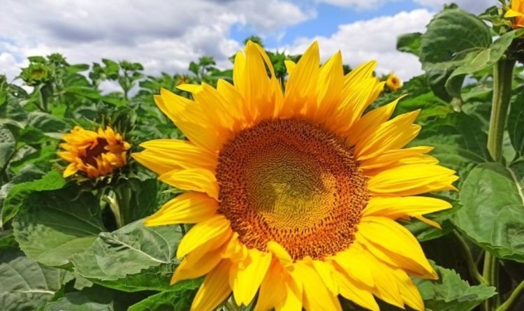    Фото: Филиал ФГБУ «Россельхозцентр» по Волгоградской области