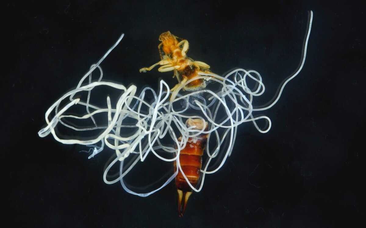    Носитель живёт, охотится и поит нежеланного квартиранта. Источник изображения: nytimes.com