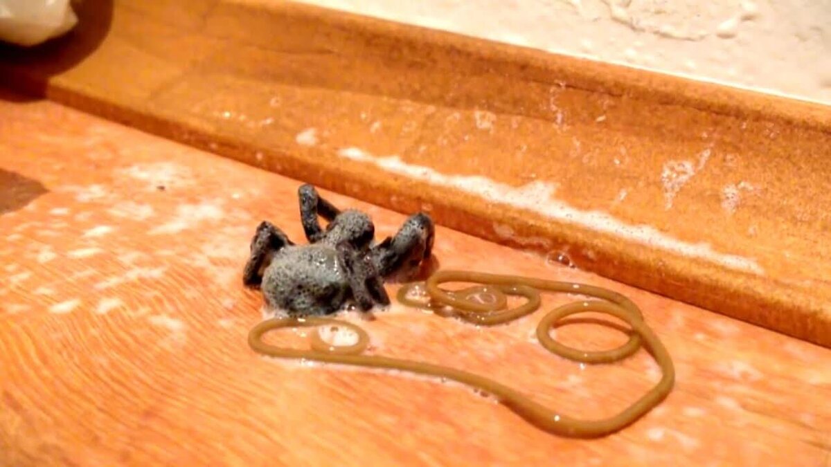    Из опрысканного ядом паука вылез паразитический червь. Источник изображения: labroots.com