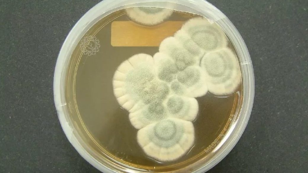 Что такое пенициллин?