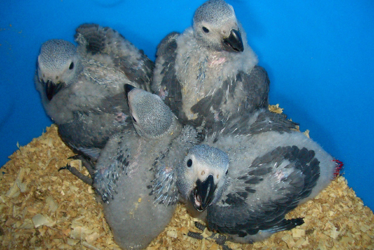 (фото для примера, взято из открытых источников) птенцы попугая Жако