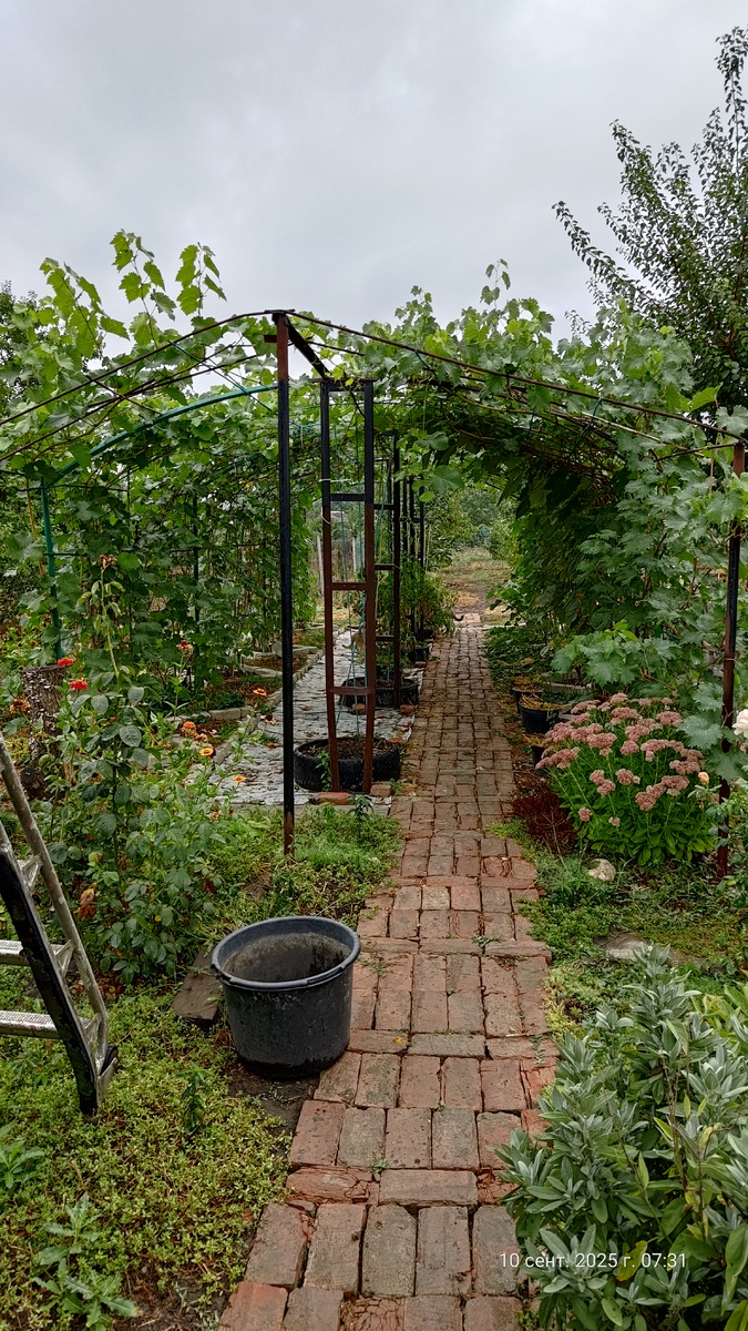 Стало гуще, чем в прошлом году.