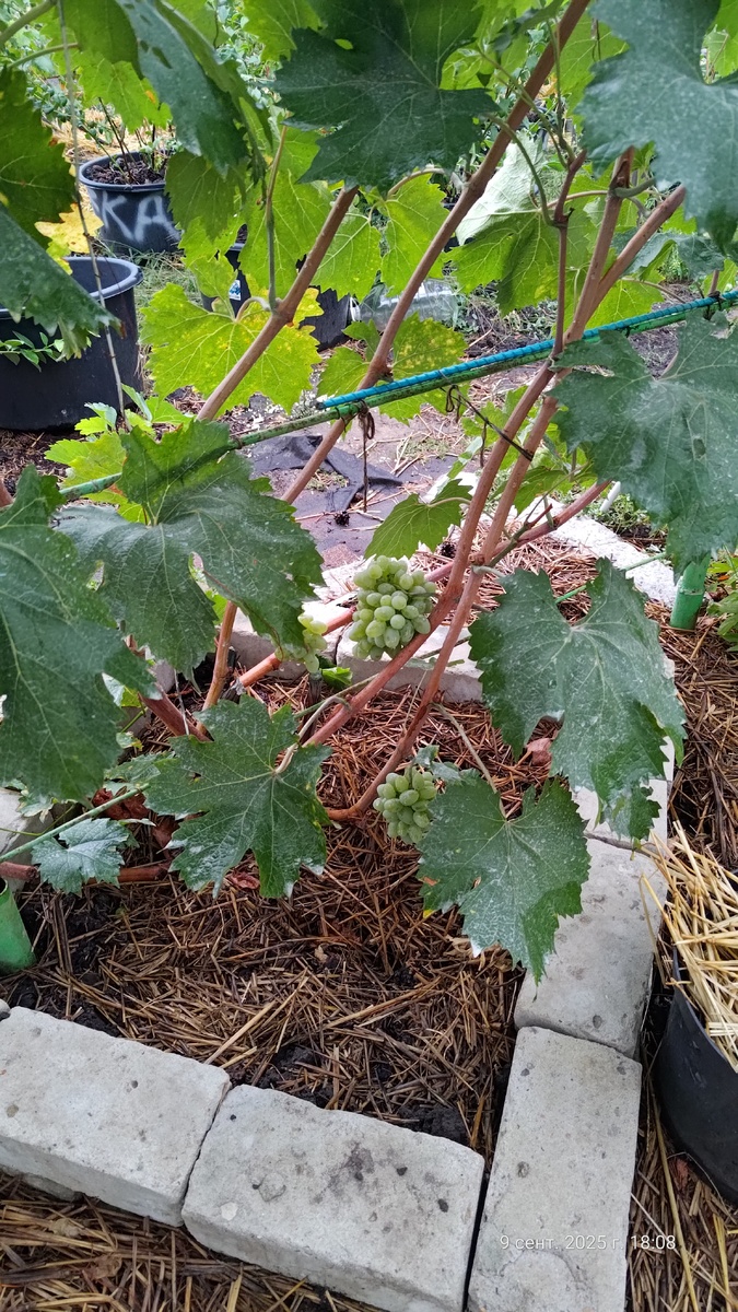 Первый куст.